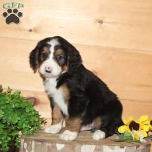 Titmouse – F1, Bernedoodle Puppy